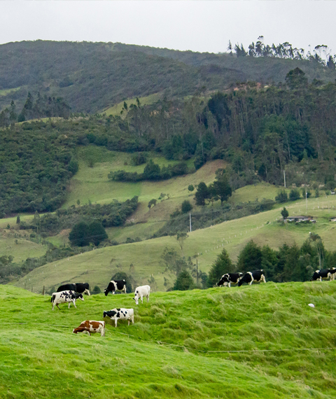 conservacion-do-medio-vacas-galicia